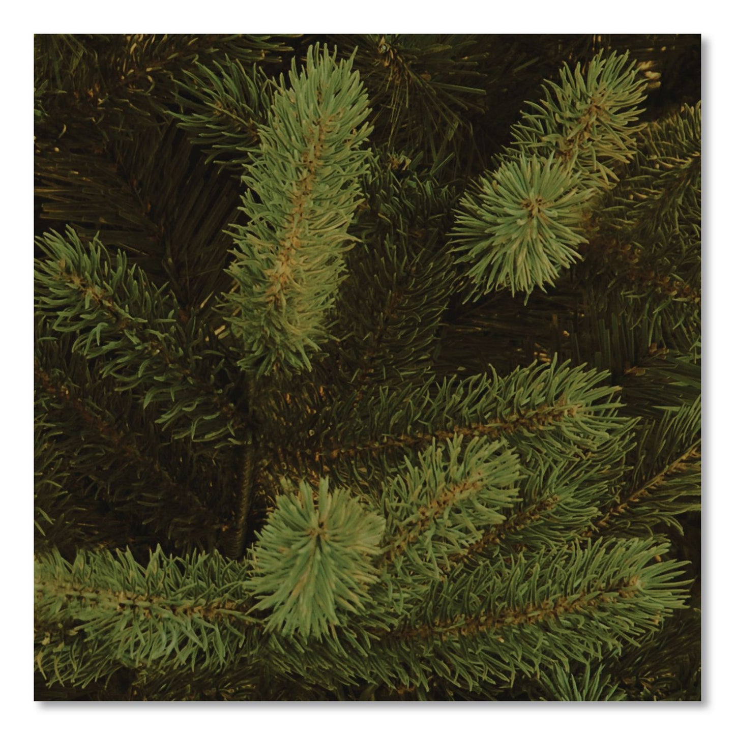 National Tree Company® Norway Fir Tree, 58" x 58" x 84", Green Tree, Green Tree Stand (NTTPENF150070)