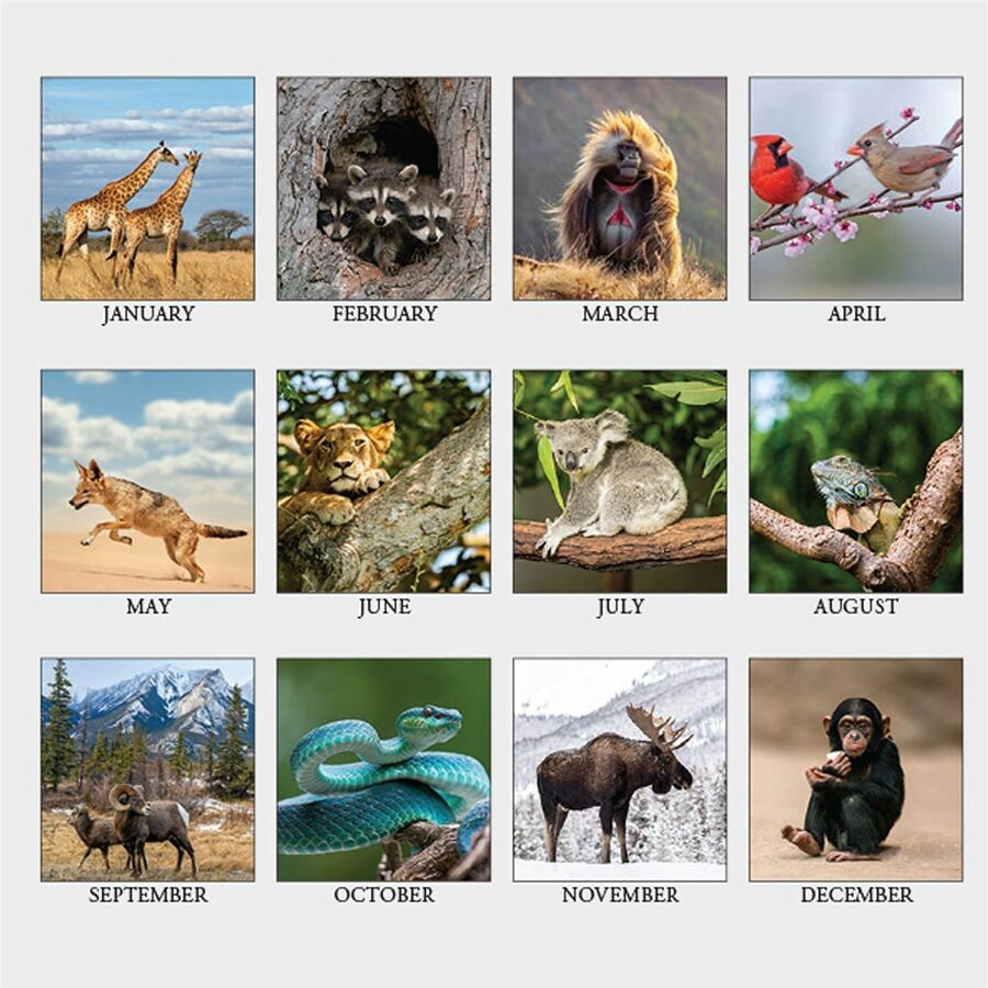 House of Doolittle Wildlife Photo Desk Top Tent Calendar, Julian Dates, 12 Month, January 2027 to December 2027, 4.5" x 8.5"  (HOD3689)
