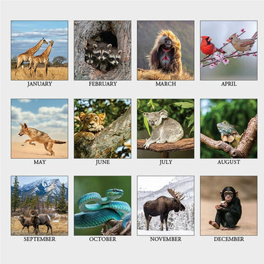 House of Doolittle Wildlife Photo Desk Top Tent Calendar, Julian Dates, 12 Month, January 2027 to December 2027, 4.5" x 8.5"  (HOD3689)