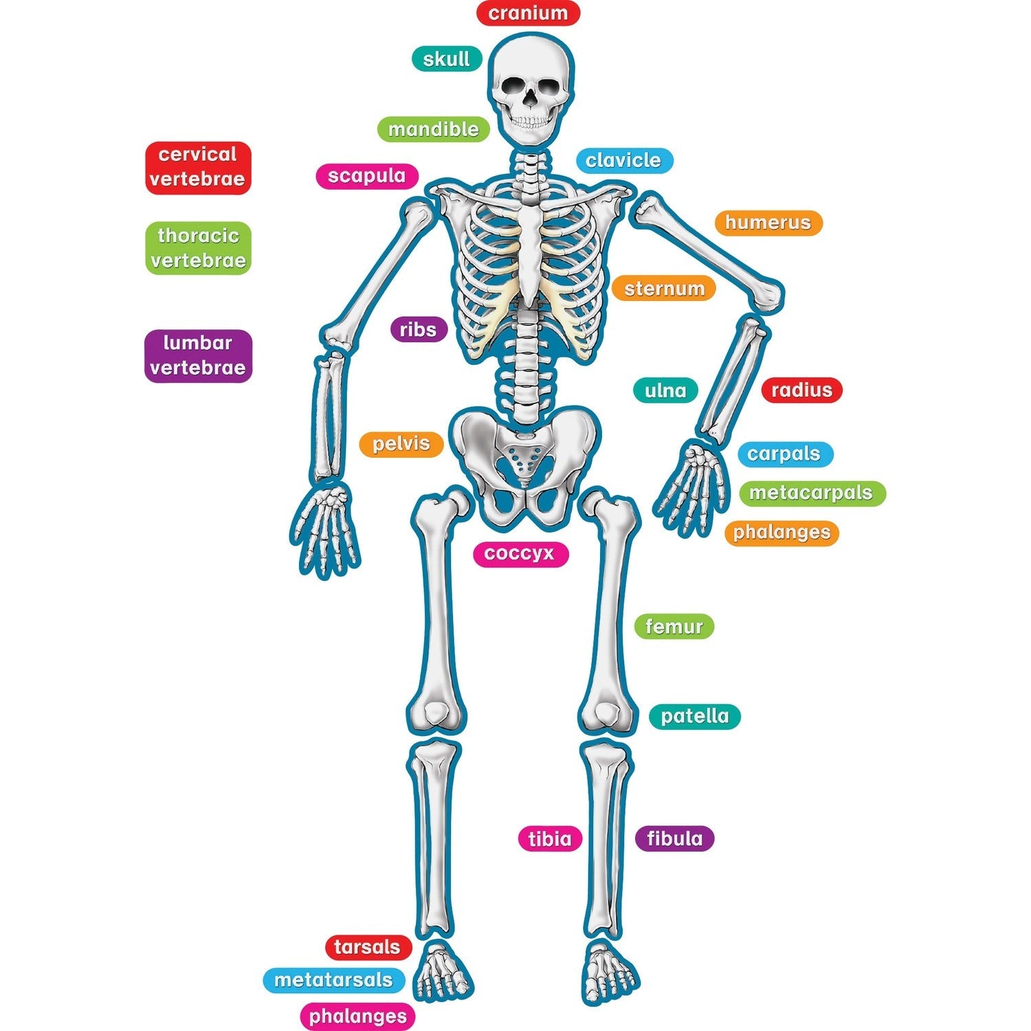 teacher-created-resources-human-skeleton-magnetic-accents-num-tcr77241_1