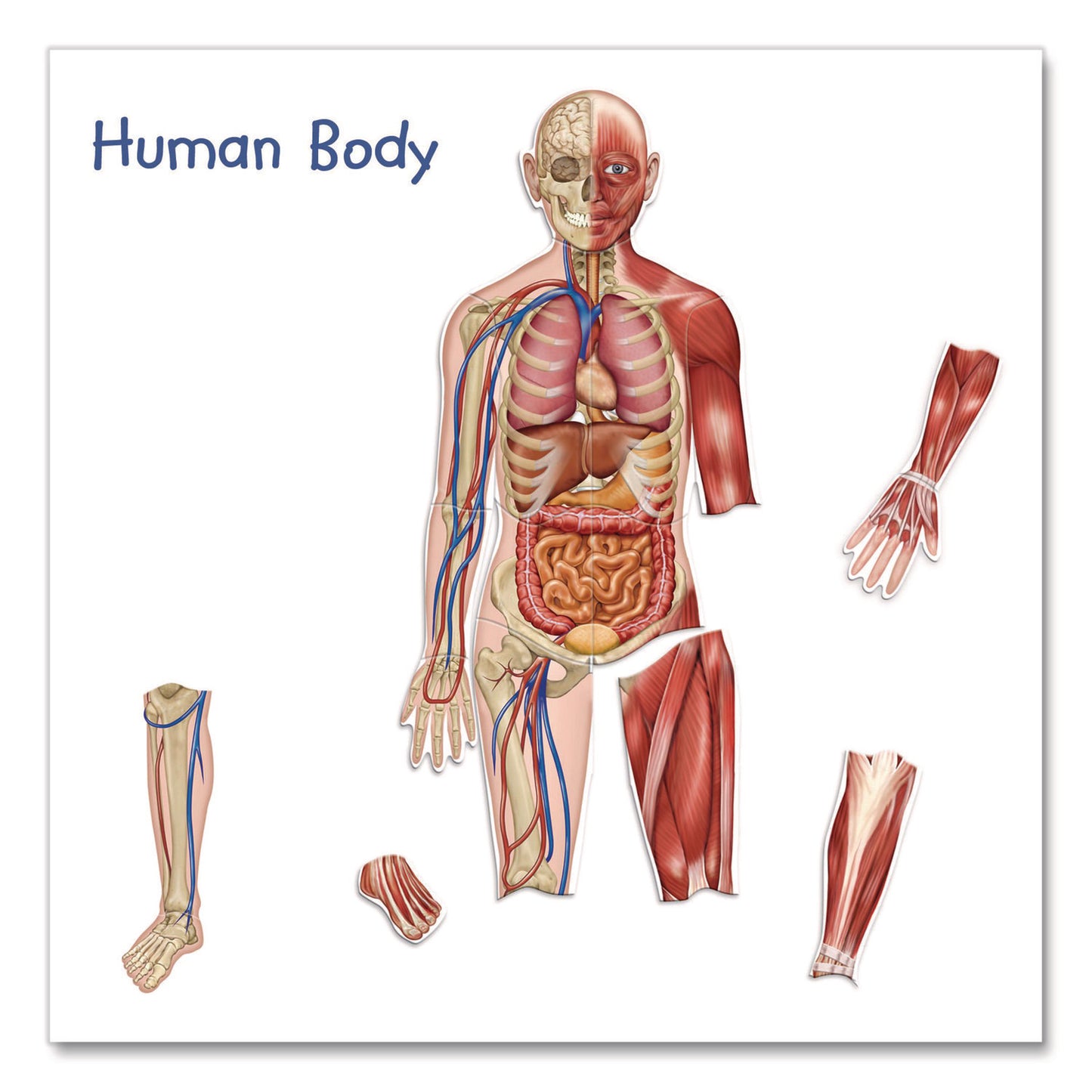 Learning Resources® Double-Sided Magnetic Human Body, Grades K to 5, English/Spanish, Assorted Colors, 17 Pieces (LRNLER6044)