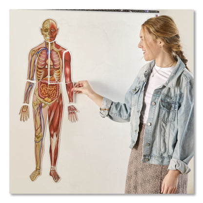 Learning Resources® Double-Sided Magnetic Human Body, Grades K to 5, English/Spanish, Assorted Colors, 17 Pieces (LRNLER6044)