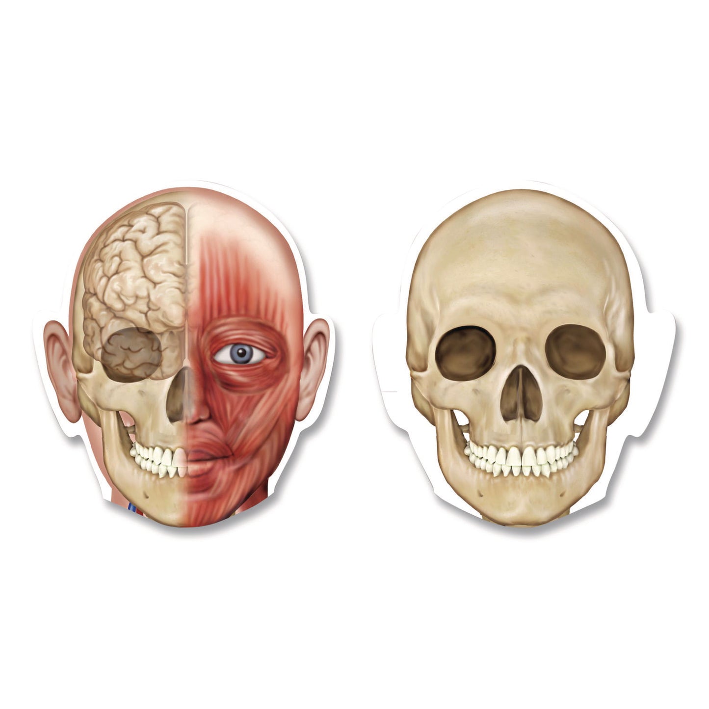 Learning Resources® Double-Sided Magnetic Human Body, Grades K to 5, English/Spanish, Assorted Colors, 17 Pieces (LRNLER6044)