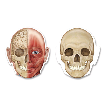 Learning Resources® Double-Sided Magnetic Human Body, Grades K to 5, English/Spanish, Assorted Colors, 17 Pieces (LRNLER6044)