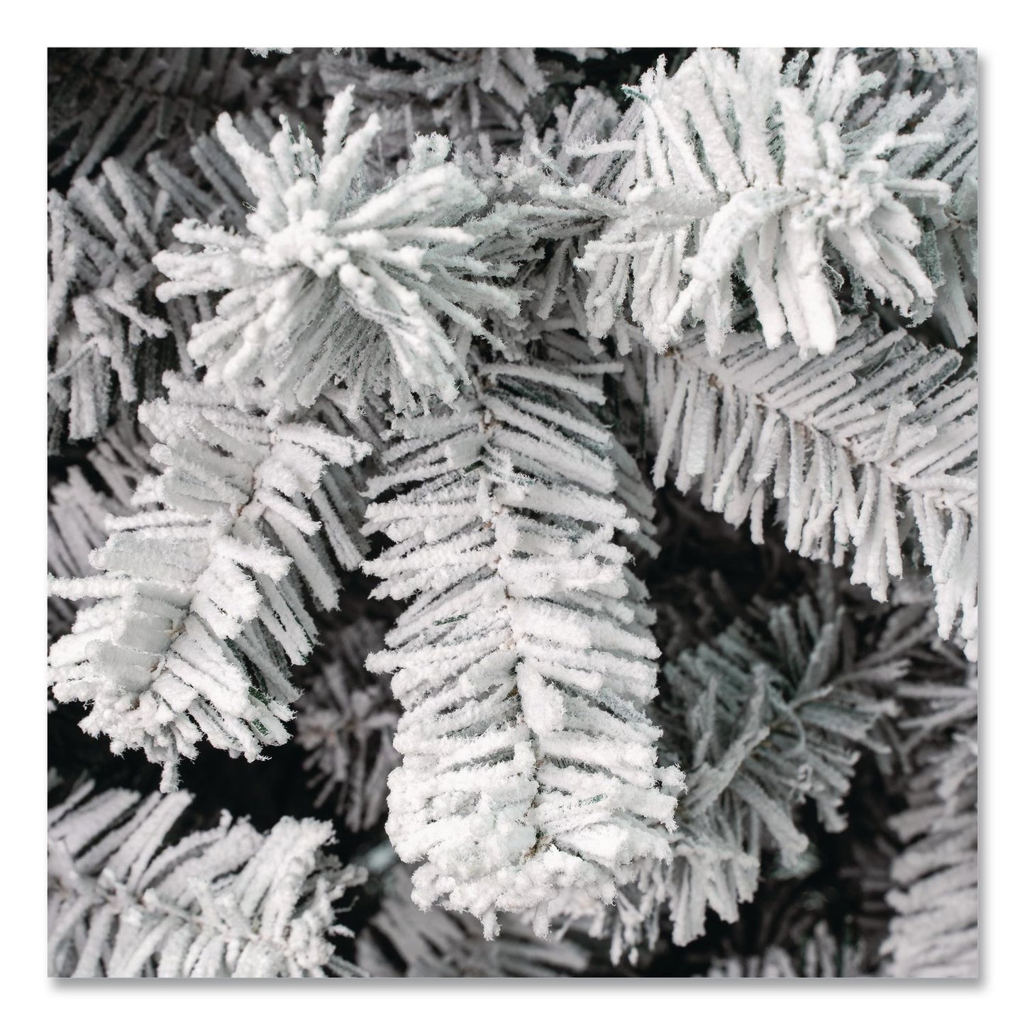 National Tree Company® Acacia Pencil Slim Flocked Tree, 21" x 21" x 53.1", Green Tree, Green Tree Stand (NTTAC10050445F)