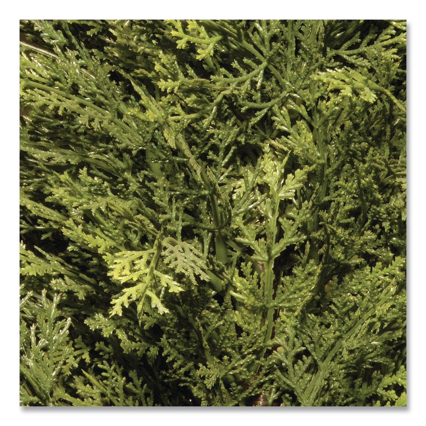 National Tree Company® Artificial Arborvitae, 13" x 13" x 60", Green Tree, Green Pot (NTTLMC4700601)