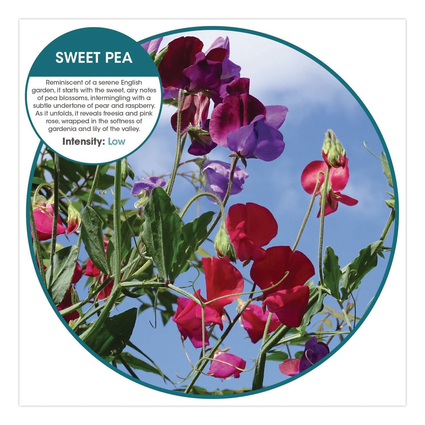 Fresh Products Fusion Metered Aerosols, Sweet Pea, 8.45 oz, 12/Carton (FRSMA12SP)